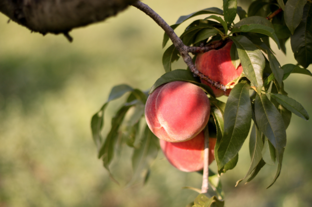 桃子熟了，提前开采！多伦多周边摘桃子农场盘点！