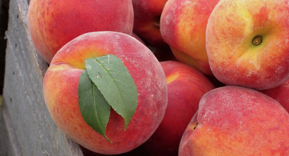 桃子熟了，提前开采！多伦多周边摘桃子农场盘点！
