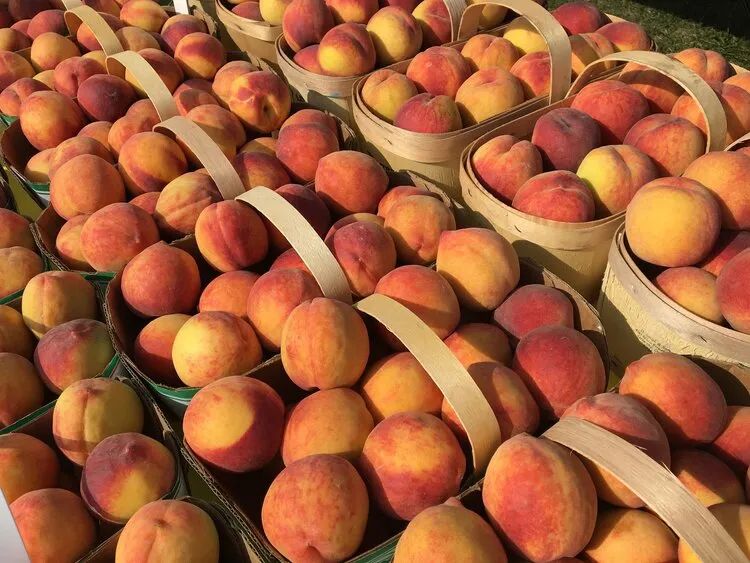 桃子熟了，提前开采！多伦多周边摘桃子农场盘点！