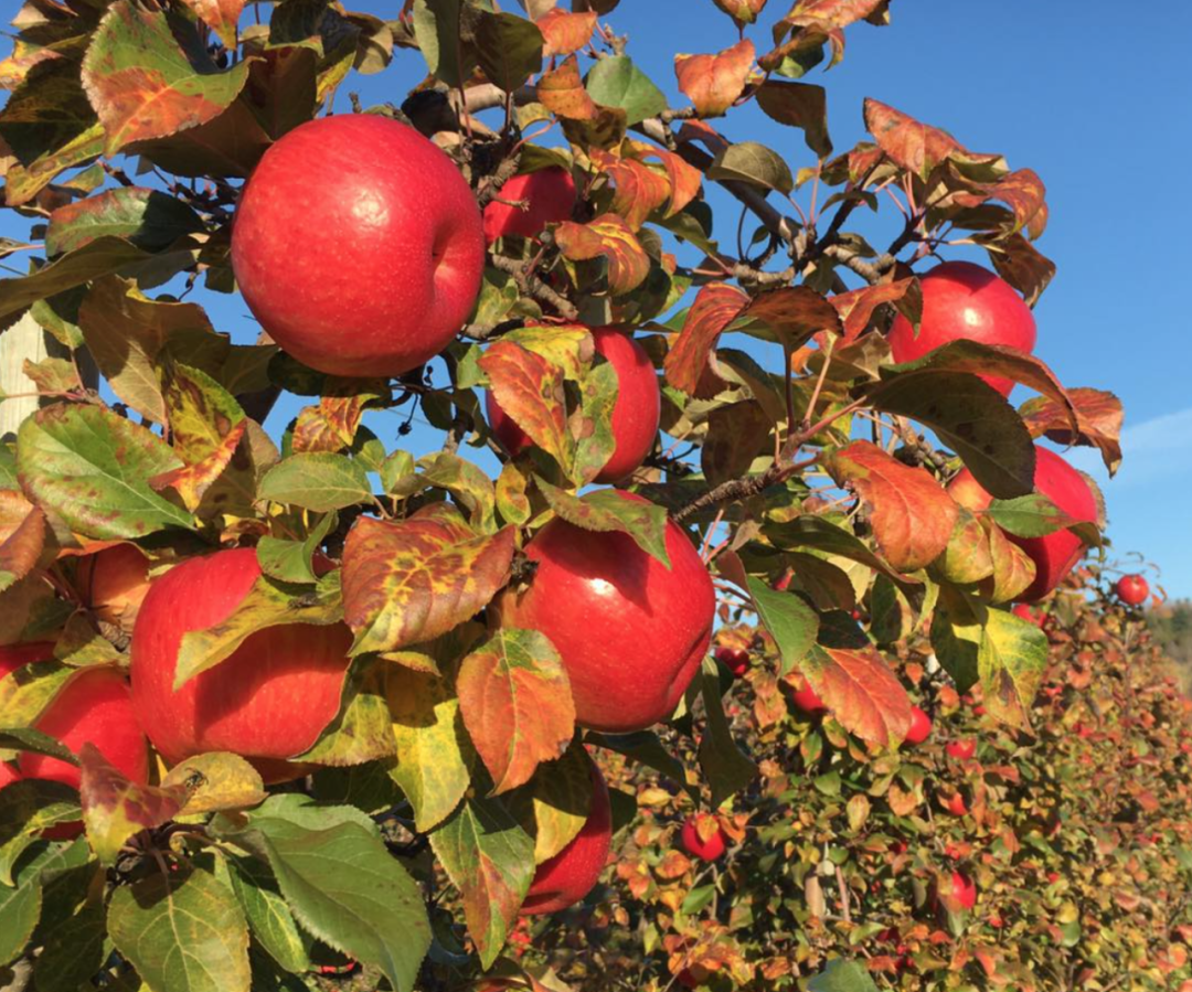 烧脑!好玩!沉浸式放电!多伦多周边7个最火的玉米迷宫 烧脑!好玩!沉浸式放电!多伦多周边7个最火的玉米迷宫