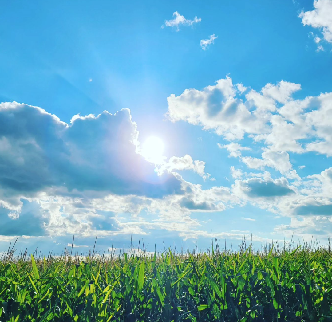 烧脑!好玩!沉浸式放电!多伦多周边7个最火的玉米迷宫 烧脑!好玩!沉浸式放电!多伦多周边7个最火的玉米迷宫