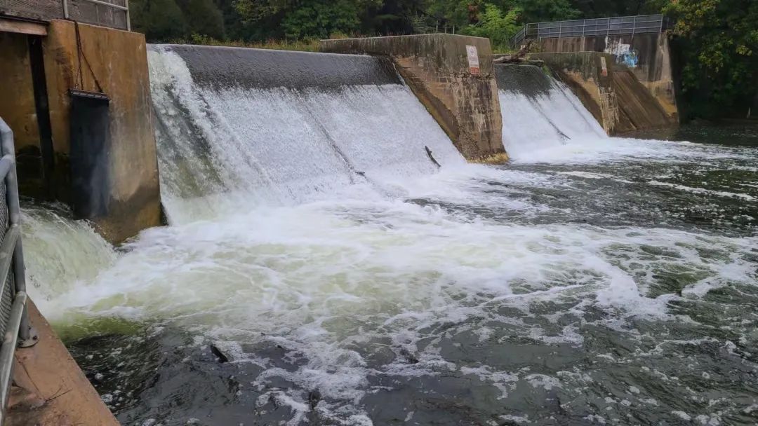 直击灵魂!看到汗毛直竖!起鸡皮疙瘩!三文鱼洄游季:多伦多周边5条最佳观赏河道 直击灵魂!看到汗毛直竖!起鸡皮疙瘩!三文鱼洄游季:多伦多周边5条最佳观赏河道