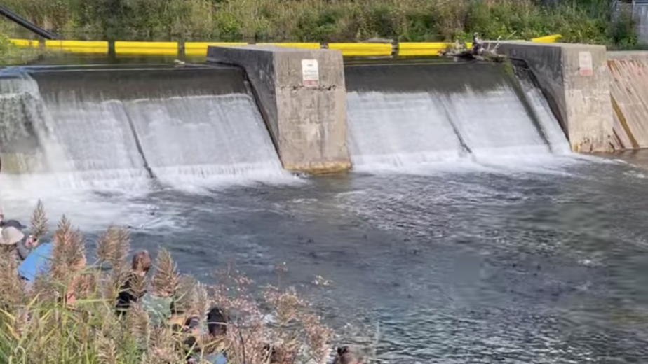 直击灵魂!看到汗毛直竖!起鸡皮疙瘩!三文鱼洄游季:多伦多周边5条最佳观赏河道 直击灵魂!看到汗毛直竖!起鸡皮疙瘩!三文鱼洄游季:多伦多周边5条最佳观赏河道