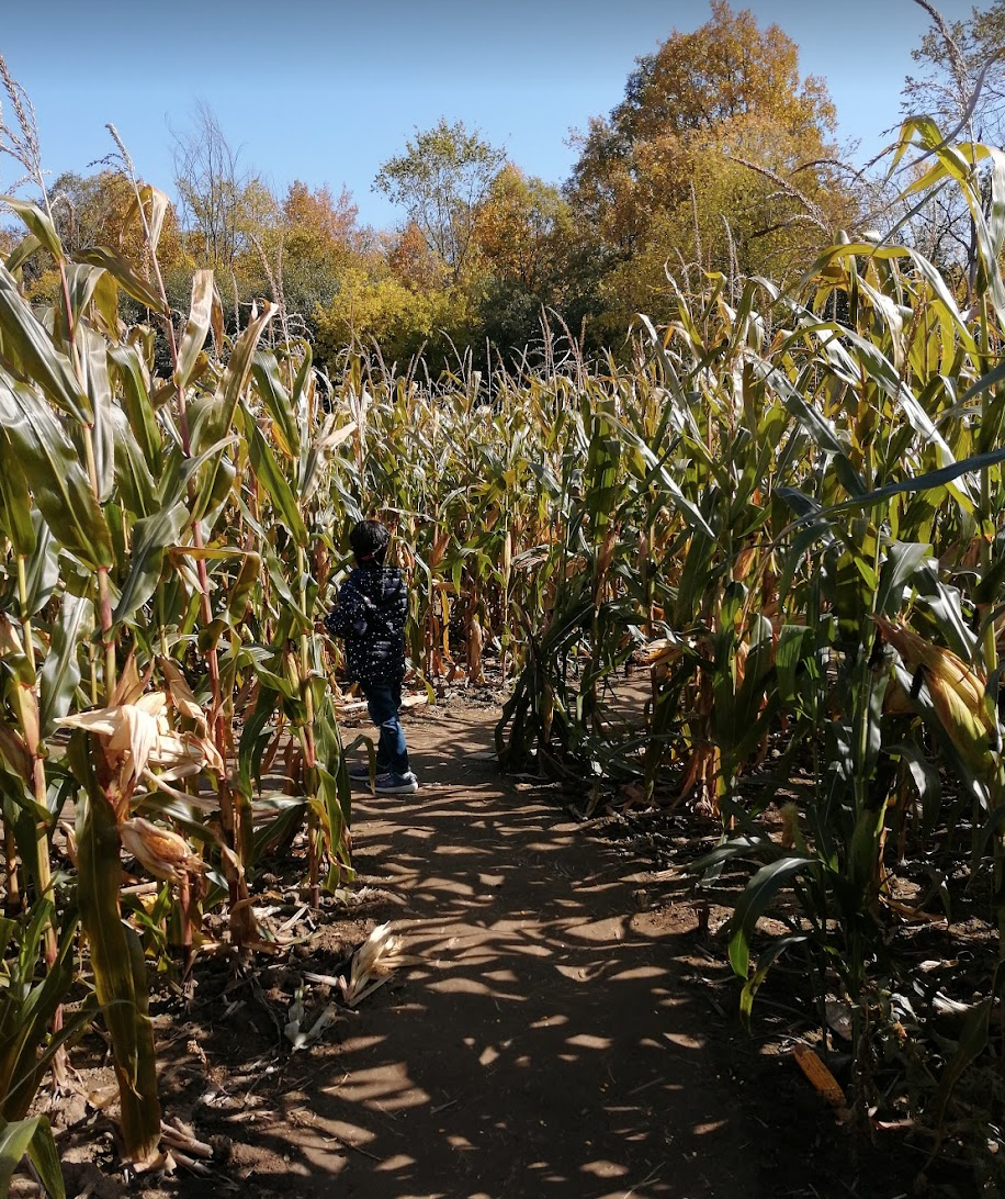 烧脑!好玩!沉浸式放电!多伦多周边7个最火的玉米迷宫 烧脑!好玩!沉浸式放电!多伦多周边7个最火的玉米迷宫