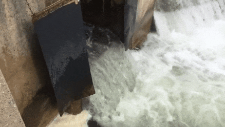 直击灵魂!看到汗毛直竖!起鸡皮疙瘩!三文鱼洄游季:多伦多周边5条最佳观赏河道 直击灵魂!看到汗毛直竖!起鸡皮疙瘩!三文鱼洄游季:多伦多周边5条最佳观赏河道