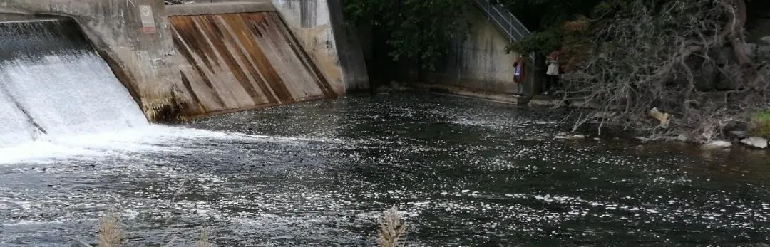 直击灵魂!看到汗毛直竖!起鸡皮疙瘩!三文鱼洄游季:多伦多周边5条最佳观赏河道 直击灵魂!看到汗毛直竖!起鸡皮疙瘩!三文鱼洄游季:多伦多周边5条最佳观赏河道