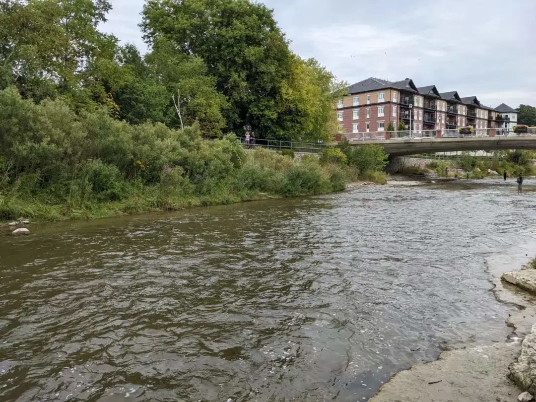 直击灵魂!看到汗毛直竖!起鸡皮疙瘩!三文鱼洄游季:多伦多周边5条最佳观赏河道 直击灵魂!看到汗毛直竖!起鸡皮疙瘩!三文鱼洄游季:多伦多周边5条最佳观赏河道