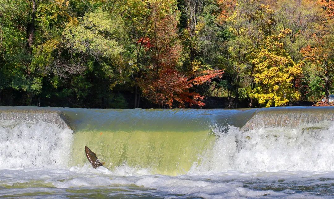 直击灵魂!看到汗毛直竖!起鸡皮疙瘩!三文鱼洄游季:多伦多周边5条最佳观赏河道 直击灵魂!看到汗毛直竖!起鸡皮疙瘩!三文鱼洄游季:多伦多周边5条最佳观赏河道