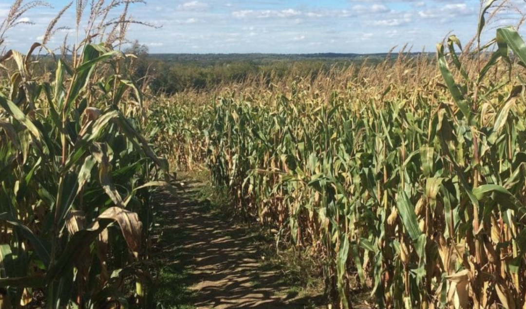 烧脑!好玩!沉浸式放电!多伦多周边7个最火的玉米迷宫 烧脑!好玩!沉浸式放电!多伦多周边7个最火的玉米迷宫
