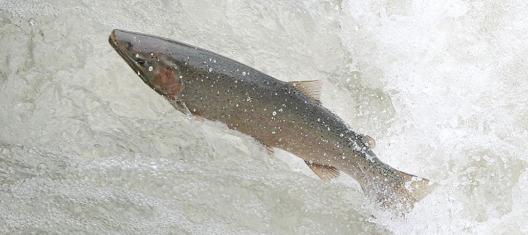 直击灵魂!看到汗毛直竖!起鸡皮疙瘩!三文鱼洄游季:多伦多周边5条最佳观赏河道 直击灵魂!看到汗毛直竖!起鸡皮疙瘩!三文鱼洄游季:多伦多周边5条最佳观赏河道