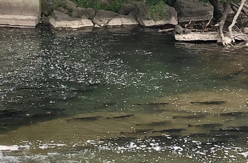 直击灵魂!看到汗毛直竖!起鸡皮疙瘩!三文鱼洄游季:多伦多周边5条最佳观赏河道 直击灵魂!看到汗毛直竖!起鸡皮疙瘩!三文鱼洄游季:多伦多周边5条最佳观赏河道