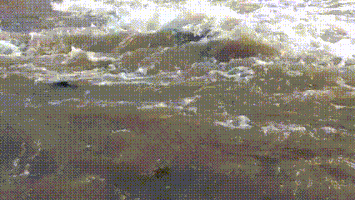 直击灵魂!看到汗毛直竖!起鸡皮疙瘩!三文鱼洄游季:多伦多周边5条最佳观赏河道 直击灵魂!看到汗毛直竖!起鸡皮疙瘩!三文鱼洄游季:多伦多周边5条最佳观赏河道