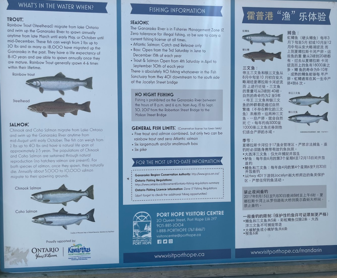 三文鱼小镇Port Hope一日游实拍:你去看鱼,别只看看鱼 三文鱼小镇Port Hope一日游实拍:你去看鱼,别只看看鱼
