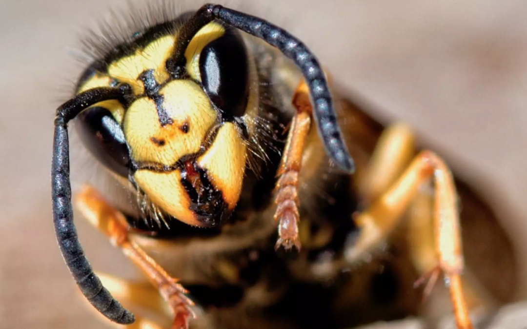 捅了蜂窝了！9月黄蜂季，虫害中心：防止蜜蜂进屋一定要做到这些