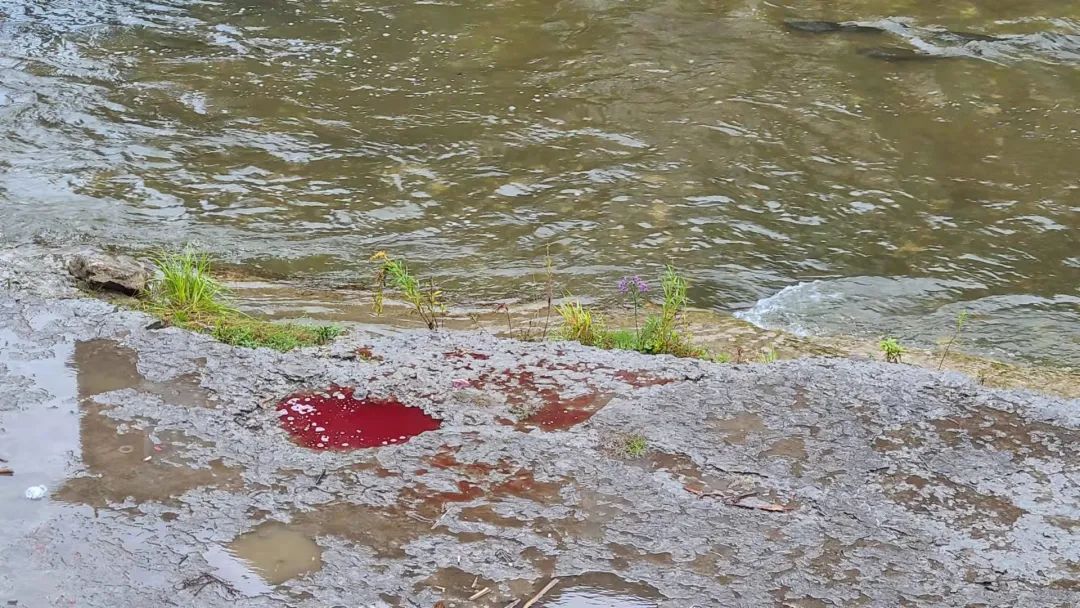 直击灵魂!看到汗毛直竖!起鸡皮疙瘩!三文鱼洄游季:多伦多周边5条最佳观赏河道 直击灵魂!看到汗毛直竖!起鸡皮疙瘩!三文鱼洄游季:多伦多周边5条最佳观赏河道