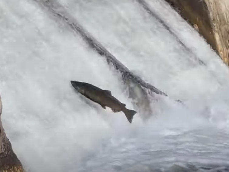 直击灵魂!看到汗毛直竖!起鸡皮疙瘩!三文鱼洄游季:多伦多周边5条最佳观赏河道 直击灵魂!看到汗毛直竖!起鸡皮疙瘩!三文鱼洄游季:多伦多周边5条最佳观赏河道