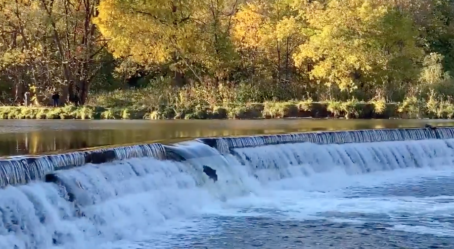 直击灵魂!看到汗毛直竖!起鸡皮疙瘩!三文鱼洄游季:多伦多周边5条最佳观赏河道 直击灵魂!看到汗毛直竖!起鸡皮疙瘩!三文鱼洄游季:多伦多周边5条最佳观赏河道