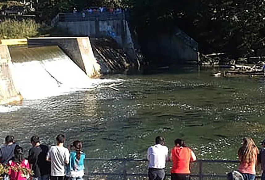 直击灵魂!看到汗毛直竖!起鸡皮疙瘩!三文鱼洄游季:多伦多周边5条最佳观赏河道 直击灵魂!看到汗毛直竖!起鸡皮疙瘩!三文鱼洄游季:多伦多周边5条最佳观赏河道