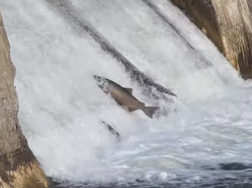 直击灵魂!看到汗毛直竖!起鸡皮疙瘩!三文鱼洄游季:多伦多周边5条最佳观赏河道 直击灵魂!看到汗毛直竖!起鸡皮疙瘩!三文鱼洄游季:多伦多周边5条最佳观赏河道