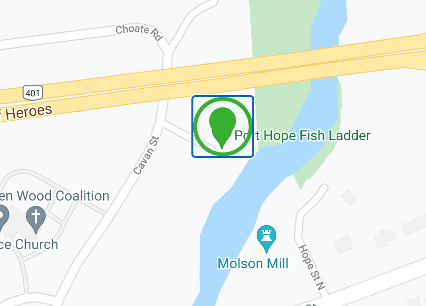 直击灵魂!看到汗毛直竖!起鸡皮疙瘩!三文鱼洄游季:多伦多周边5条最佳观赏河道 直击灵魂!看到汗毛直竖!起鸡皮疙瘩!三文鱼洄游季:多伦多周边5条最佳观赏河道