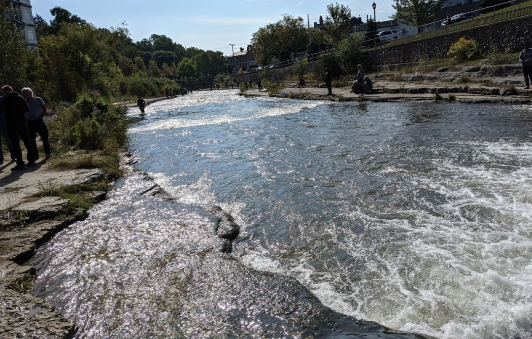 直击灵魂!看到汗毛直竖!起鸡皮疙瘩!三文鱼洄游季:多伦多周边5条最佳观赏河道 直击灵魂!看到汗毛直竖!起鸡皮疙瘩!三文鱼洄游季:多伦多周边5条最佳观赏河道