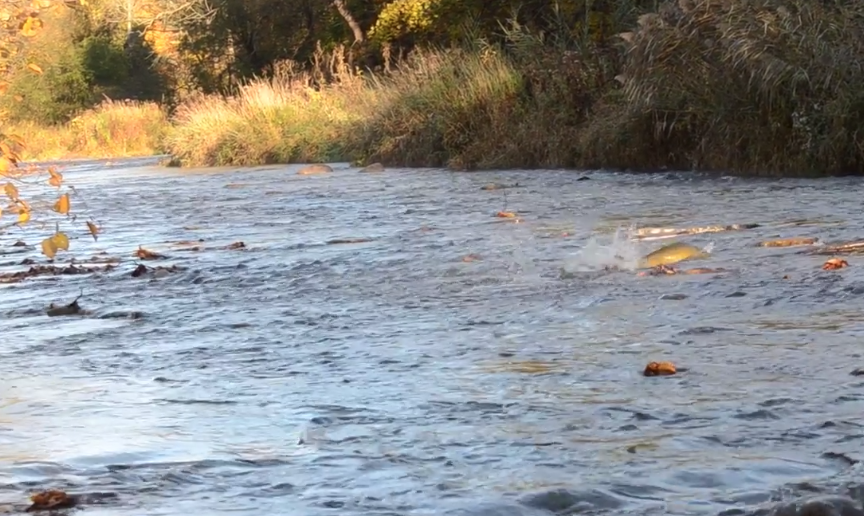 直击灵魂!看到汗毛直竖!起鸡皮疙瘩!三文鱼洄游季:多伦多周边5条最佳观赏河道 直击灵魂!看到汗毛直竖!起鸡皮疙瘩!三文鱼洄游季:多伦多周边5条最佳观赏河道