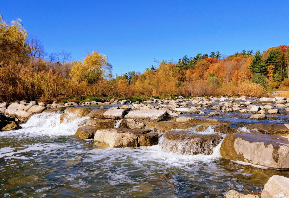 直击灵魂!看到汗毛直竖!起鸡皮疙瘩!三文鱼洄游季:多伦多周边5条最佳观赏河道 直击灵魂!看到汗毛直竖!起鸡皮疙瘩!三文鱼洄游季:多伦多周边5条最佳观赏河道