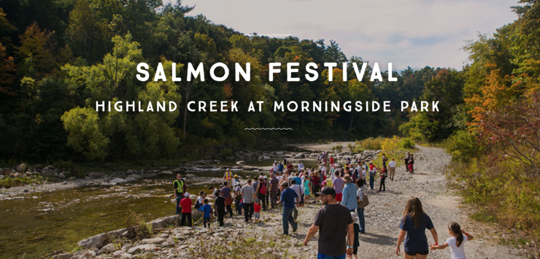 直击灵魂!看到汗毛直竖!起鸡皮疙瘩!三文鱼洄游季:多伦多周边5条最佳观赏河道 直击灵魂!看到汗毛直竖!起鸡皮疙瘩!三文鱼洄游季:多伦多周边5条最佳观赏河道