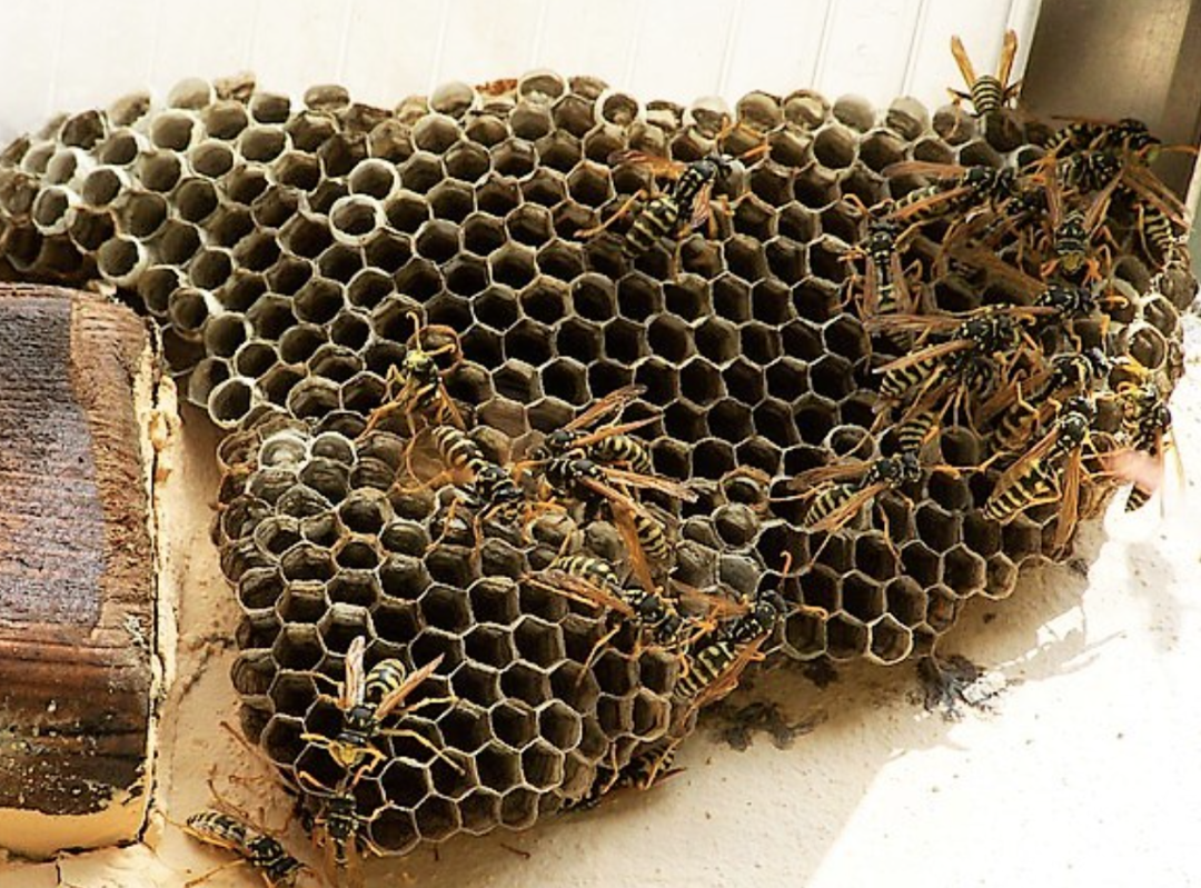 捅了蜂窝了！9月黄蜂季，虫害中心：防止蜜蜂进屋一定要做到这些