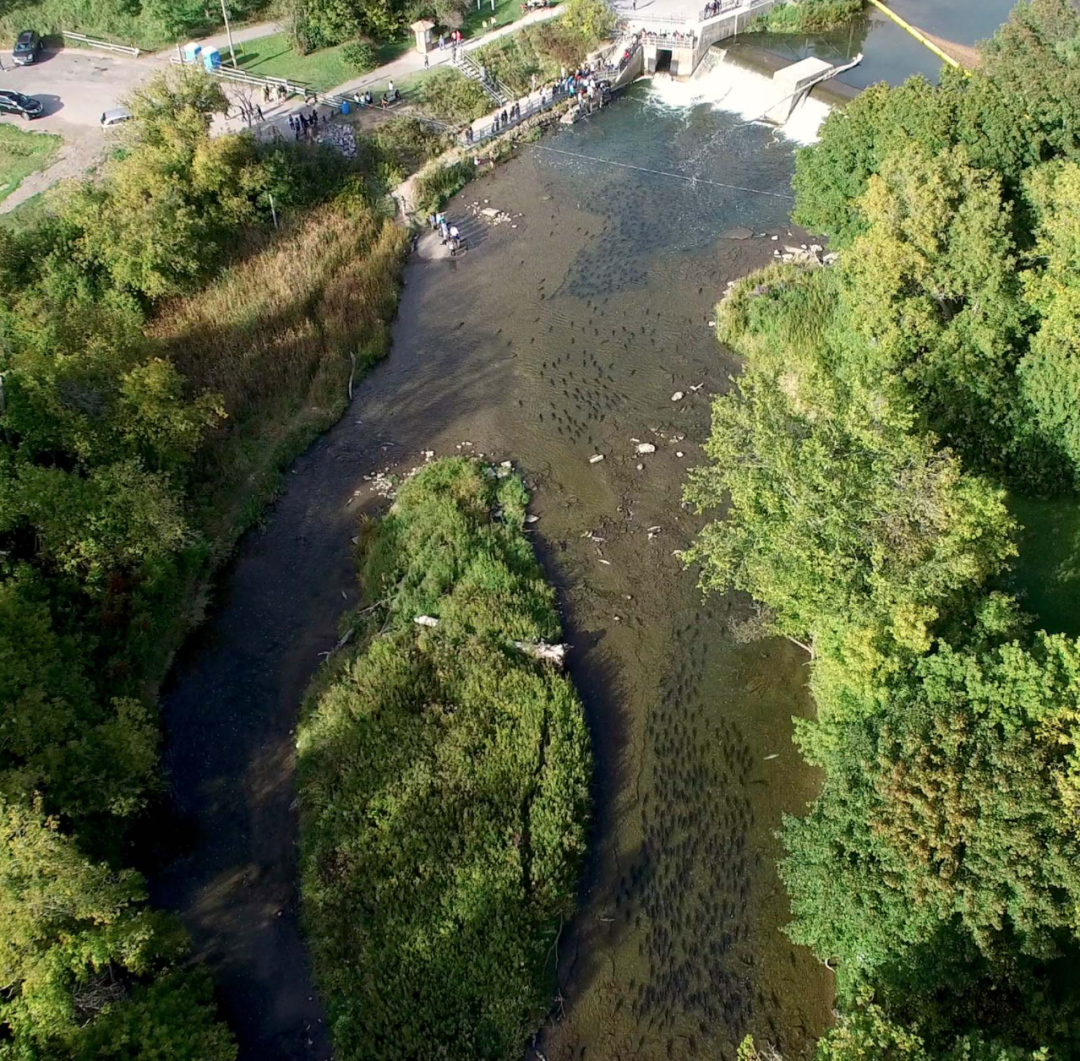 直击灵魂!看到汗毛直竖!起鸡皮疙瘩!三文鱼洄游季:多伦多周边5条最佳观赏河道 直击灵魂!看到汗毛直竖!起鸡皮疙瘩!三文鱼洄游季:多伦多周边5条最佳观赏河道