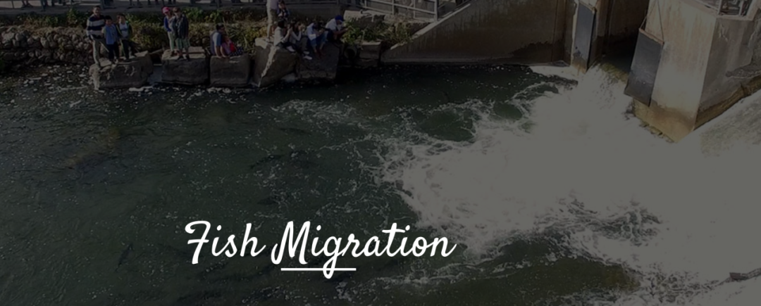 直击灵魂!看到汗毛直竖!起鸡皮疙瘩!三文鱼洄游季:多伦多周边5条最佳观赏河道 直击灵魂!看到汗毛直竖!起鸡皮疙瘩!三文鱼洄游季:多伦多周边5条最佳观赏河道