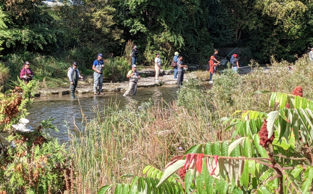 直击灵魂!看到汗毛直竖!起鸡皮疙瘩!三文鱼洄游季:多伦多周边5条最佳观赏河道 直击灵魂!看到汗毛直竖!起鸡皮疙瘩!三文鱼洄游季:多伦多周边5条最佳观赏河道