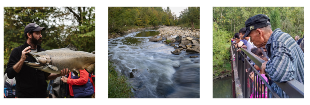 直击灵魂!看到汗毛直竖!起鸡皮疙瘩!三文鱼洄游季:多伦多周边5条最佳观赏河道 直击灵魂!看到汗毛直竖!起鸡皮疙瘩!三文鱼洄游季:多伦多周边5条最佳观赏河道