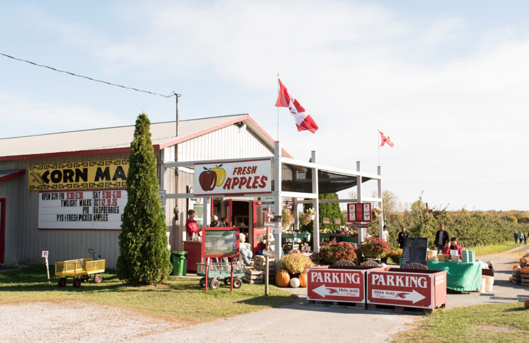 烧脑!好玩!沉浸式放电!多伦多周边7个最火的玉米迷宫 烧脑!好玩!沉浸式放电!多伦多周边7个最火的玉米迷宫