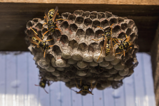 捅了蜂窝了！9月黄蜂季，虫害中心：防止蜜蜂进屋一定要做到这些
