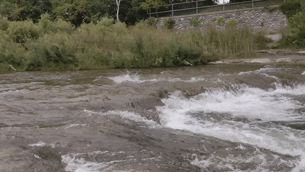 直击灵魂!看到汗毛直竖!起鸡皮疙瘩!三文鱼洄游季:多伦多周边5条最佳观赏河道 直击灵魂!看到汗毛直竖!起鸡皮疙瘩!三文鱼洄游季:多伦多周边5条最佳观赏河道
