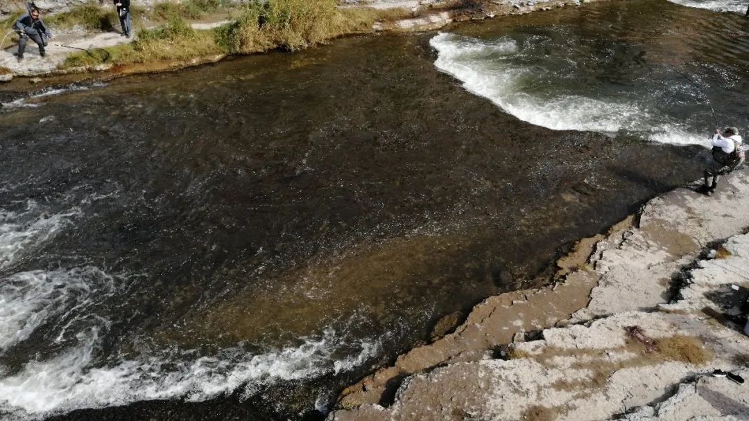直击灵魂!看到汗毛直竖!起鸡皮疙瘩!三文鱼洄游季:多伦多周边5条最佳观赏河道 直击灵魂!看到汗毛直竖!起鸡皮疙瘩!三文鱼洄游季:多伦多周边5条最佳观赏河道