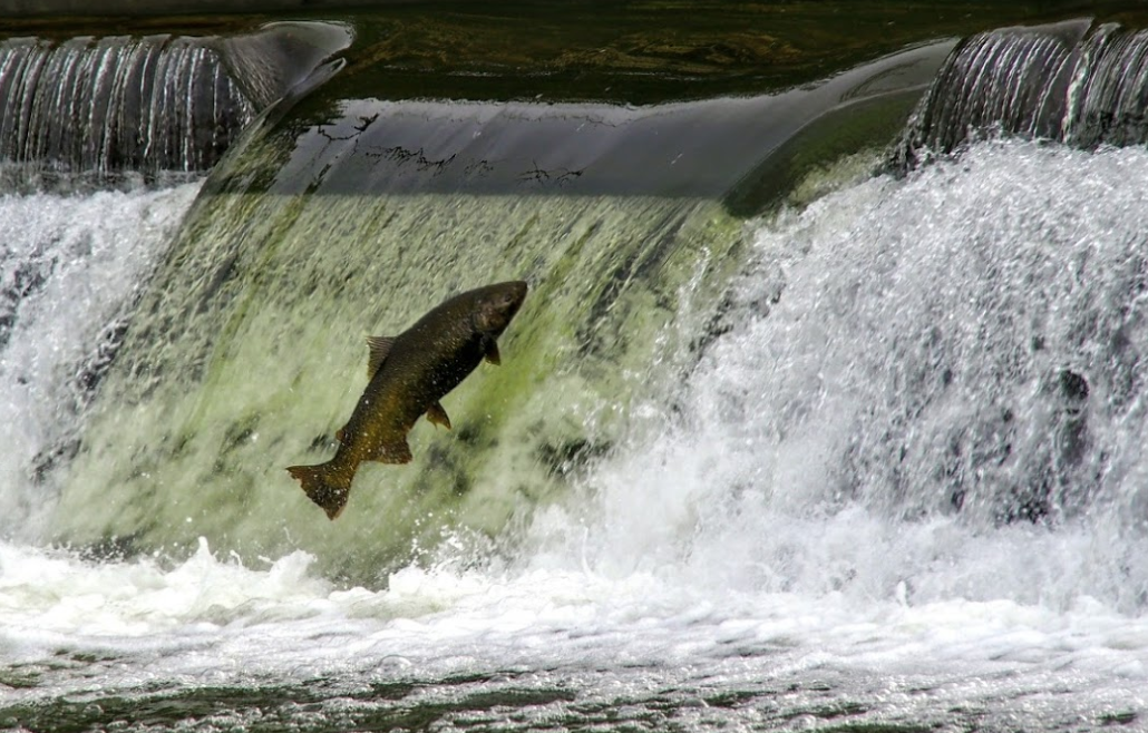 直击灵魂!看到汗毛直竖!起鸡皮疙瘩!三文鱼洄游季:多伦多周边5条最佳观赏河道 直击灵魂!看到汗毛直竖!起鸡皮疙瘩!三文鱼洄游季:多伦多周边5条最佳观赏河道