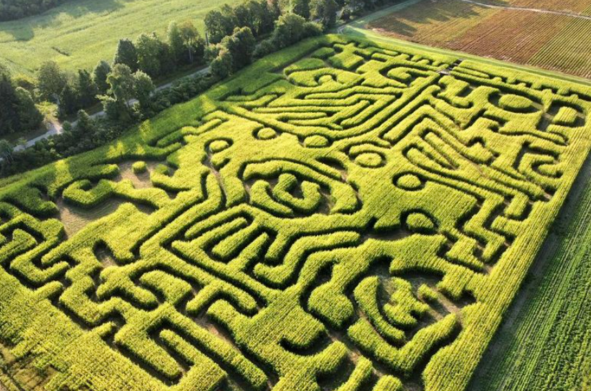烧脑!好玩!沉浸式放电!多伦多周边7个最火的玉米迷宫 烧脑!好玩!沉浸式放电!多伦多周边7个最火的玉米迷宫