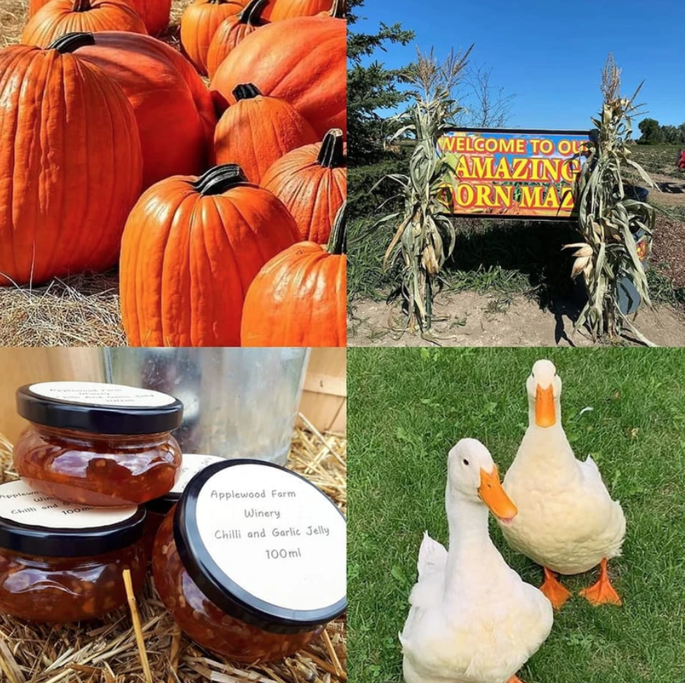 烧脑!好玩!沉浸式放电!多伦多周边7个最火的玉米迷宫 烧脑!好玩!沉浸式放电!多伦多周边7个最火的玉米迷宫