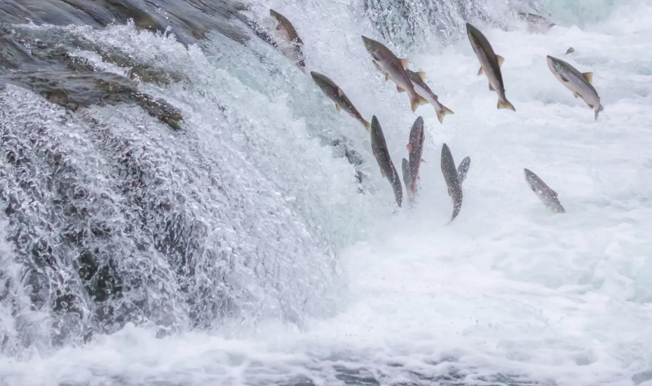 直击灵魂!看到汗毛直竖!起鸡皮疙瘩!三文鱼洄游季:多伦多周边5条最佳观赏河道 直击灵魂!看到汗毛直竖!起鸡皮疙瘩!三文鱼洄游季:多伦多周边5条最佳观赏河道