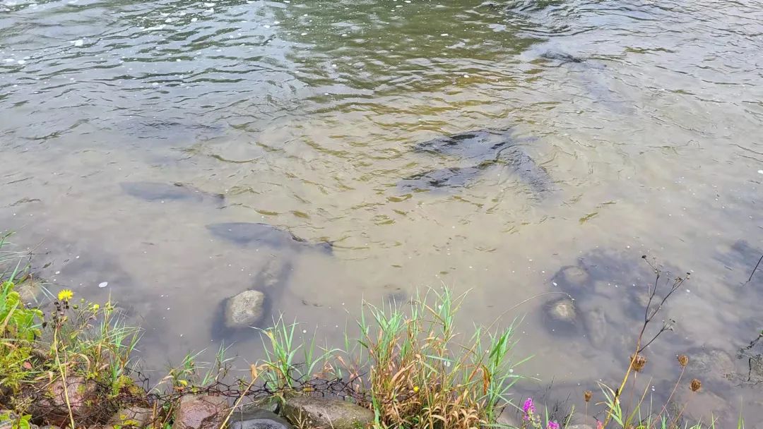 直击灵魂!看到汗毛直竖!起鸡皮疙瘩!三文鱼洄游季:多伦多周边5条最佳观赏河道 直击灵魂!看到汗毛直竖!起鸡皮疙瘩!三文鱼洄游季:多伦多周边5条最佳观赏河道