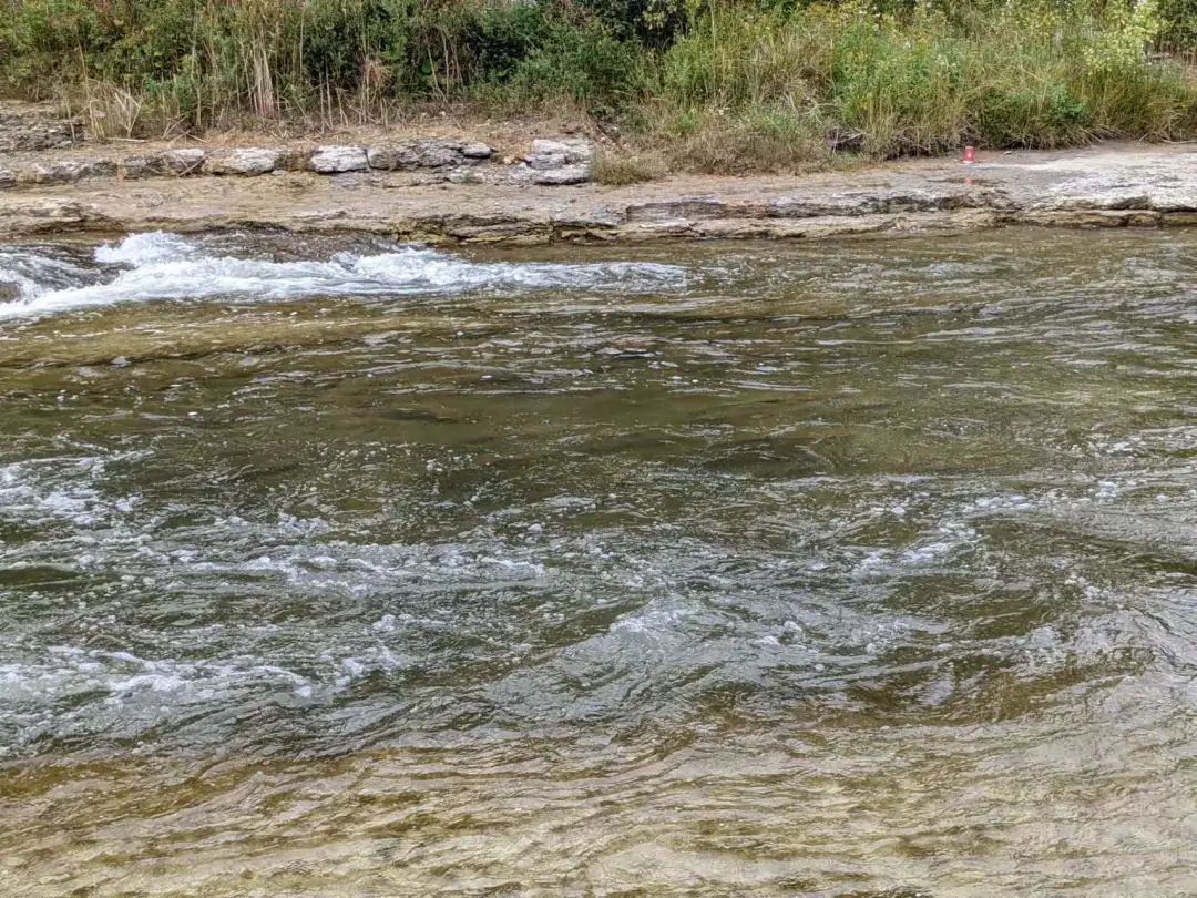 直击灵魂!看到汗毛直竖!起鸡皮疙瘩!三文鱼洄游季:多伦多周边5条最佳观赏河道 直击灵魂!看到汗毛直竖!起鸡皮疙瘩!三文鱼洄游季:多伦多周边5条最佳观赏河道