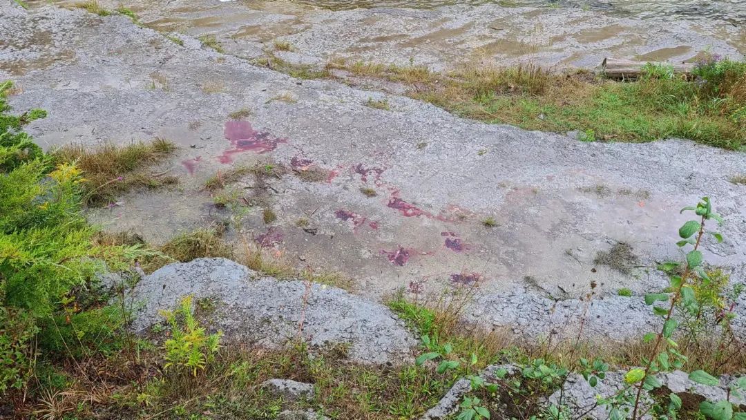 直击灵魂!看到汗毛直竖!起鸡皮疙瘩!三文鱼洄游季:多伦多周边5条最佳观赏河道 直击灵魂!看到汗毛直竖!起鸡皮疙瘩!三文鱼洄游季:多伦多周边5条最佳观赏河道