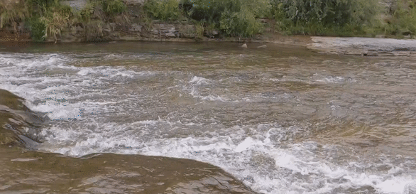 直击灵魂!看到汗毛直竖!起鸡皮疙瘩!三文鱼洄游季:多伦多周边5条最佳观赏河道 直击灵魂!看到汗毛直竖!起鸡皮疙瘩!三文鱼洄游季:多伦多周边5条最佳观赏河道