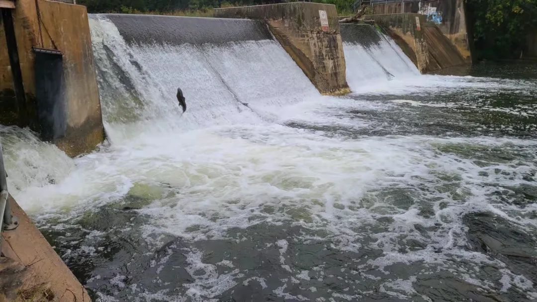直击灵魂!看到汗毛直竖!起鸡皮疙瘩!三文鱼洄游季:多伦多周边5条最佳观赏河道 直击灵魂!看到汗毛直竖!起鸡皮疙瘩!三文鱼洄游季:多伦多周边5条最佳观赏河道