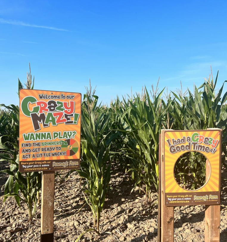 烧脑!好玩!沉浸式放电!多伦多周边7个最火的玉米迷宫 烧脑!好玩!沉浸式放电!多伦多周边7个最火的玉米迷宫