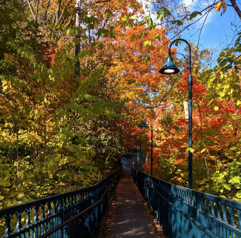 阿岗昆的代餐找到了！多伦多周边12个宝藏赏枫好去处：不远不出城！