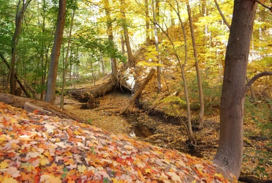 阿岗昆的代餐找到了！多伦多周边12个宝藏赏枫好去处：不远不出城！