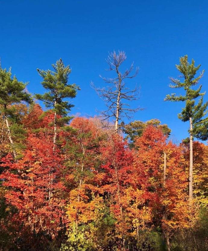 阿岗昆的代餐找到了！多伦多周边12个宝藏赏枫好去处：不远不出城！